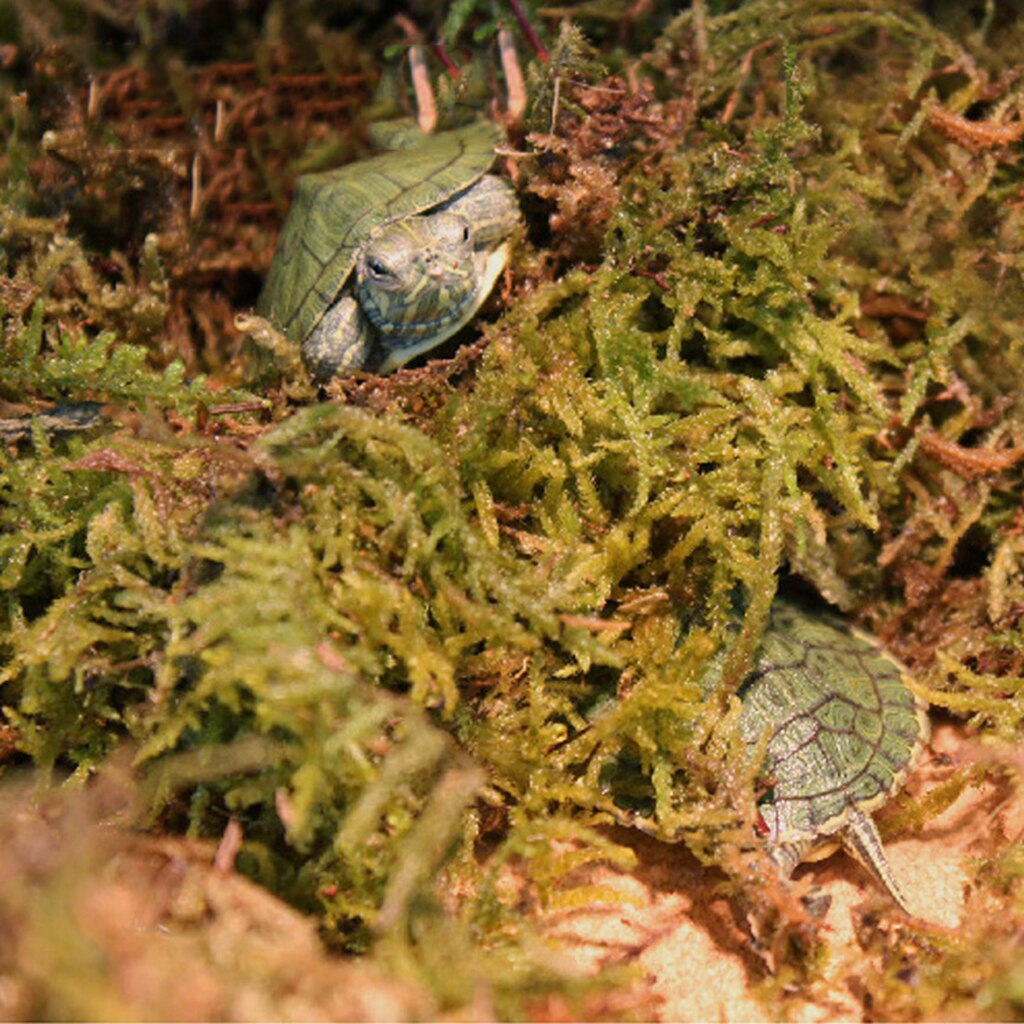 Reptile Terrarium Moss Sphagnum Sphagni Mosses Bedding for Lizard