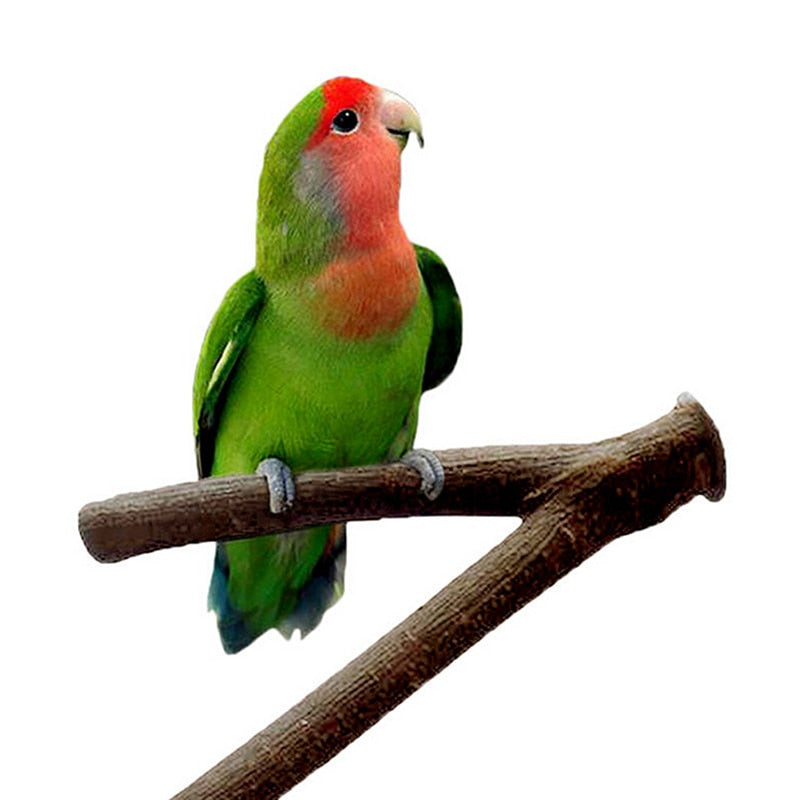 Pet Parrot Bird Standing Stick