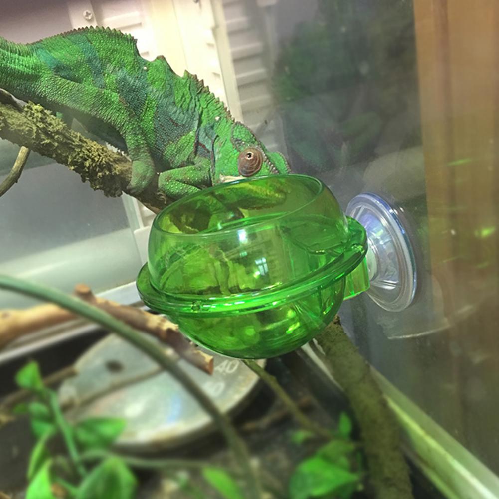 Eco-friendly Lizard Bowl Smooth Surface Reusable Reptile Feeding Cup