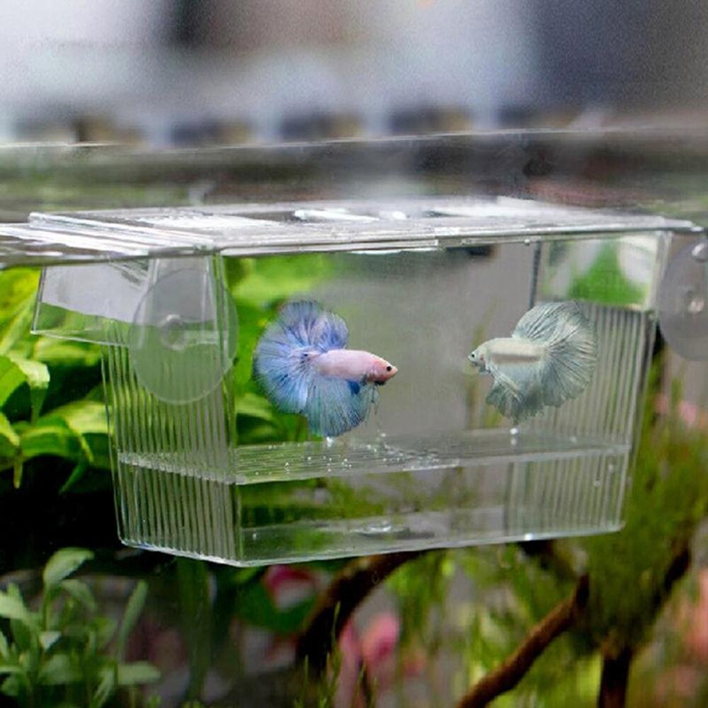 Acrylic Fish Tank Breeding Isolation Box