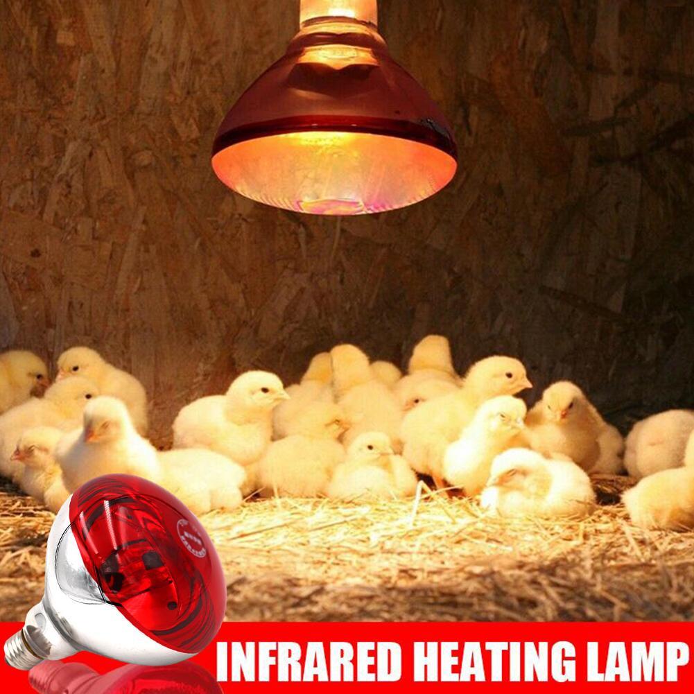 Farm Thermal Light Preservation Reptile