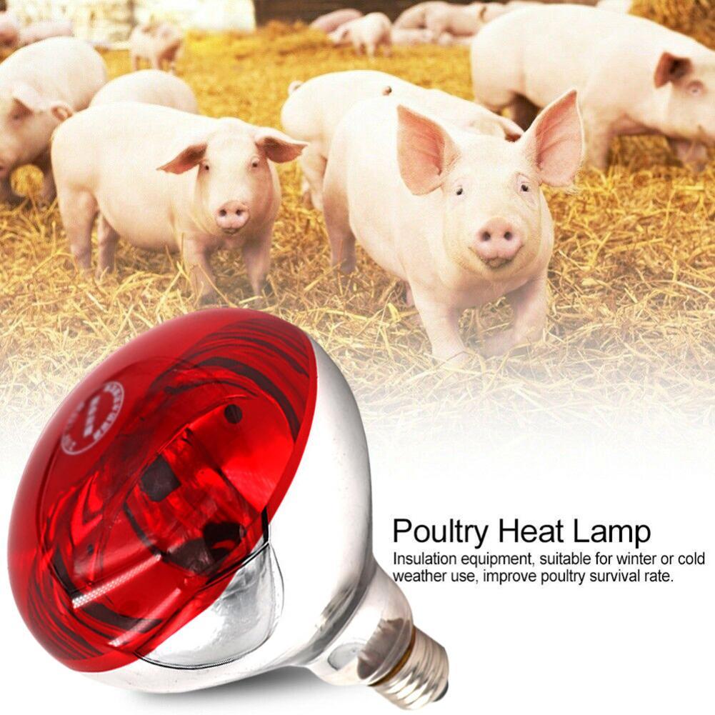 Farm Thermal Light Preservation Reptile