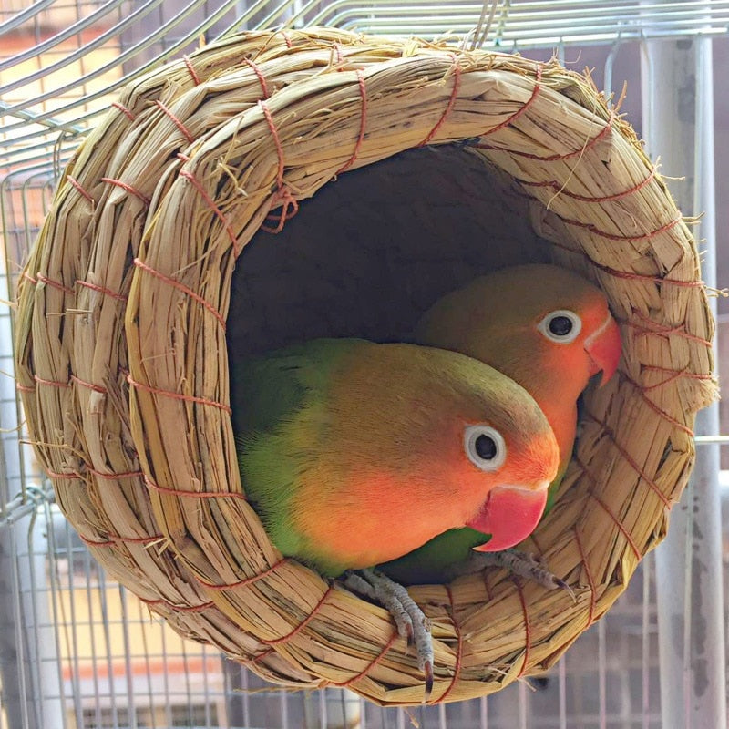 Birds Nest Birds Cage